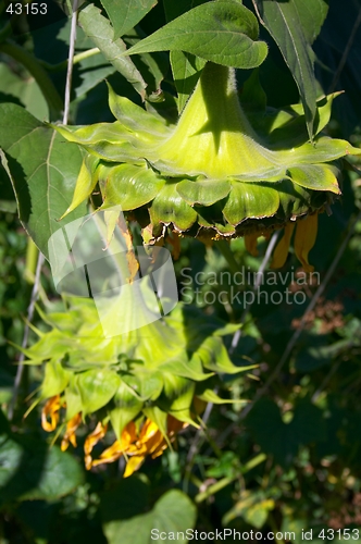 Image of After flowering