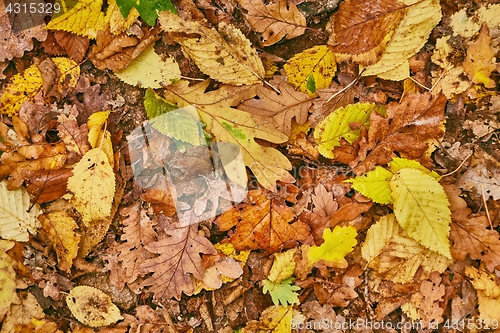 Image of Fallen autumn leaves