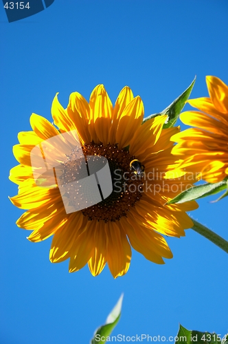 Image of sunflower