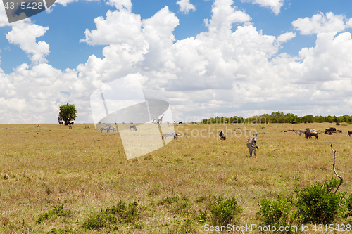 Image of group of herbivore animals in savannah at africa