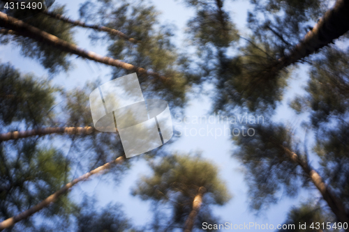 Image of A view up to the treetops. 