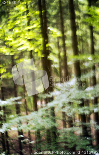 Image of Summer forest
