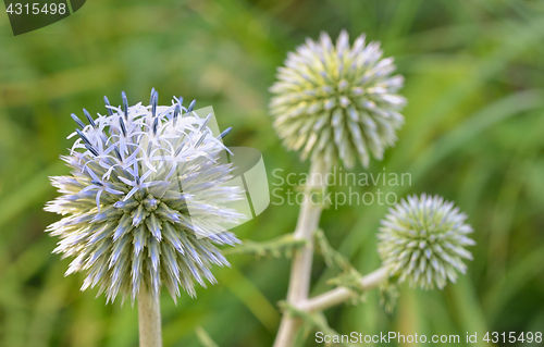 Image of Blue globe thistle (Echinops) flowers