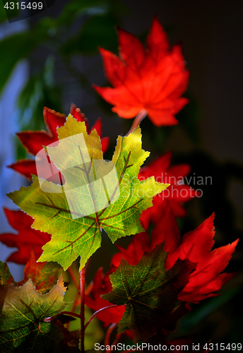 Image of Autumnal maple leaves