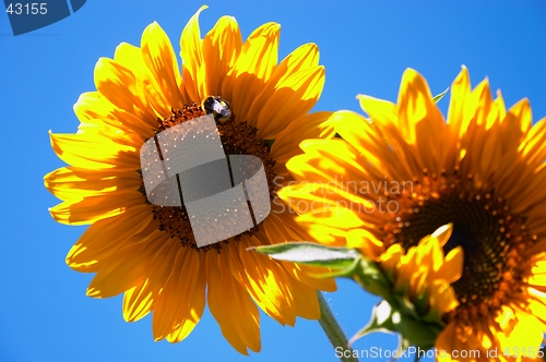 Image of sunflowers