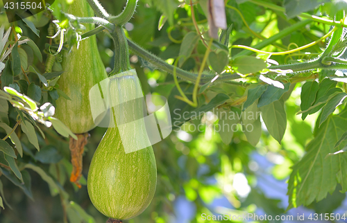 Image of Green unripe  pumpkin