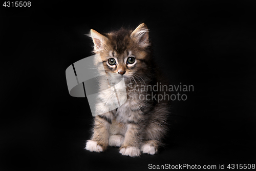 Image of Maincoon Kitten With Big Eyes