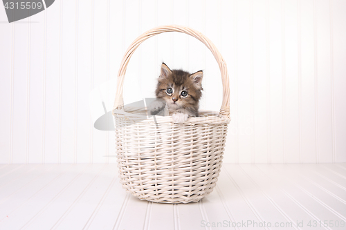 Image of Maincoon Kitten With Big Eyes In Basket