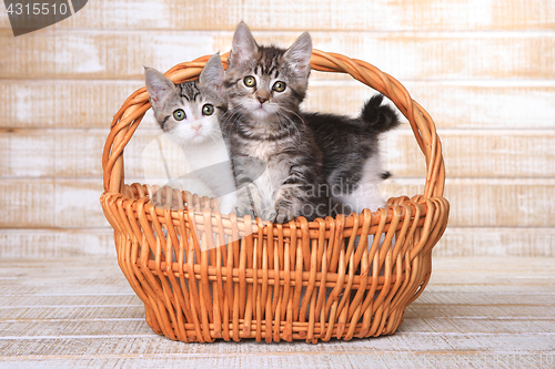 Image of Two Adoptable Kittens in a Basket