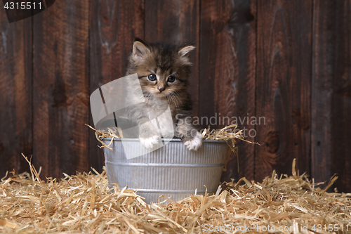 Image of Cute Kitten With Straw in a Barn