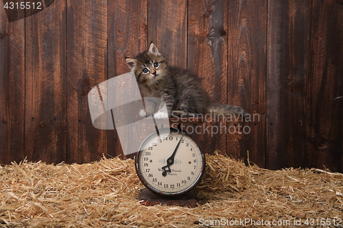 Image of Cute Kitten With Straw in a Barn