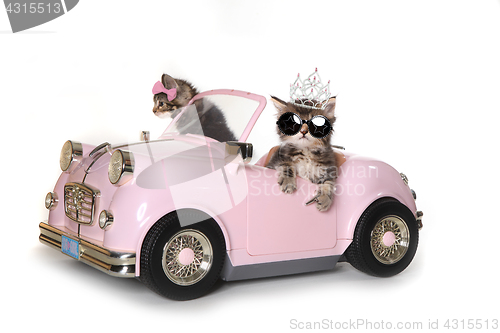 Image of Cute Maincoon Kittens With Driving a Convertible