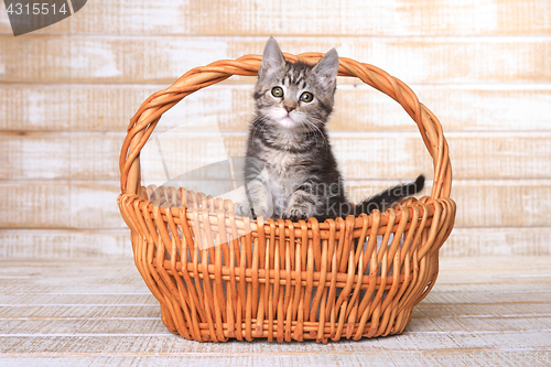 Image of Maincoon Kitten With Big Eyes