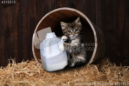 Image of Maincoon Kitten Drinking Gallon of Milk