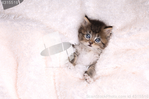 Image of Maincoon Kitten With Big Eyes