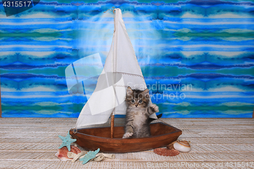 Image of Maincoon Kitten With Big Eyes in Sailboat