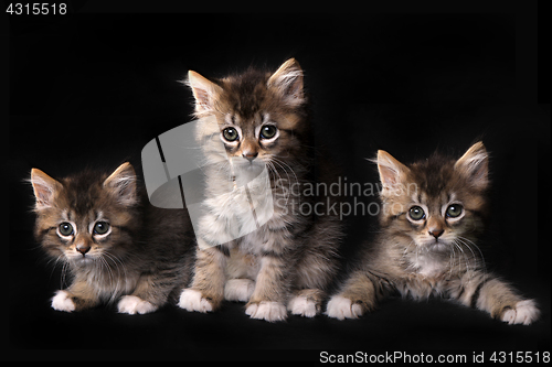 Image of Three Adorable Maincoon Kitten With Big Eyes