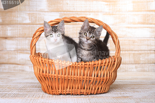 Image of Two Adoptable Kittens in a Basket