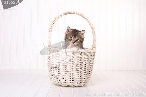 Image of Maincoon Kitten With Big Eyes In Basket