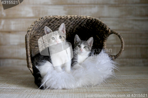 Image of Two Adoptable Kittens in a Basket