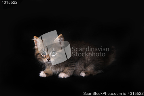 Image of Maincoon Kitten With Big Eyes
