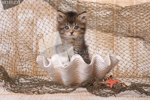 Image of Maincoon Kitten With Big Eyes