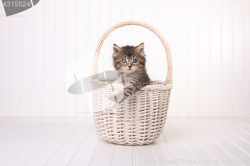 Image of Maincoon Kitten With Big Eyes In Basket