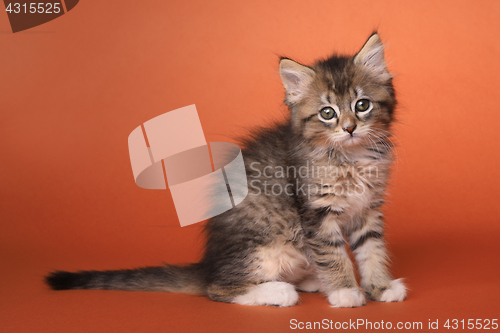 Image of Maincoon Kitten With Big Eyes