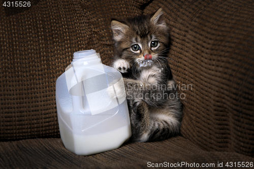 Image of Kitten Drinking Milk From a Carton Dripping