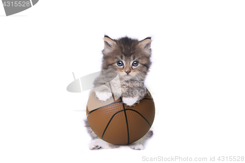 Image of Maincoon Kitten With a Basketball 