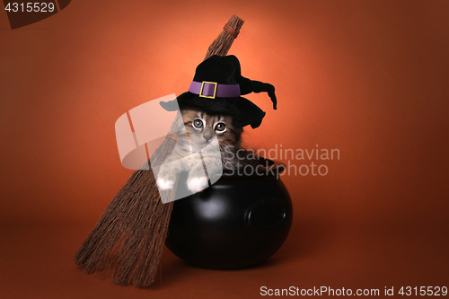 Image of Cute Halloween Witch Themed Kitten