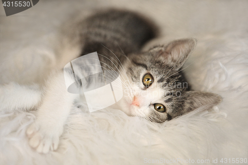 Image of White and Black Kitten With Big Eyes