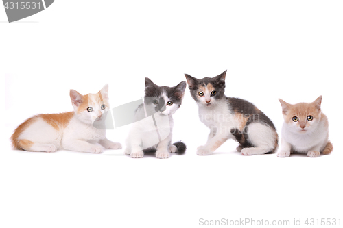 Image of Four Adorable Spotted Kittens on White Background