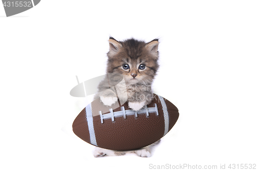 Image of Maincoon Kitten With a Football