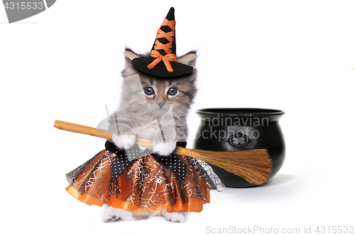 Image of Cute Halloween Witch Themed Kitten