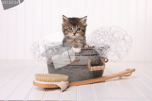 Image of Maincoon Kitten With Big Eyes in Washtub Bathing