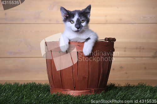 Image of Maincoon Kitten With Big Eyes