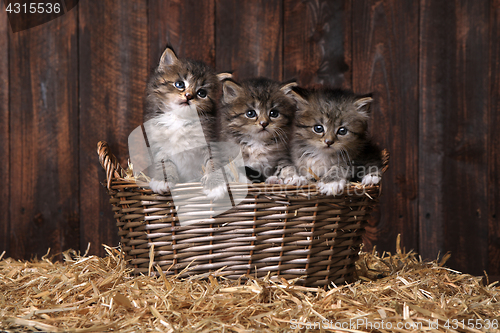 Image of Cute Kittens With Straw in a Barn