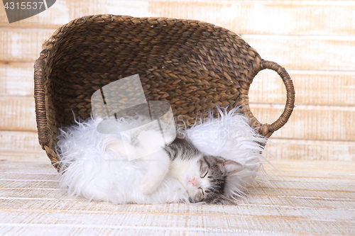 Image of Maincoon Kitten With Big Eyes