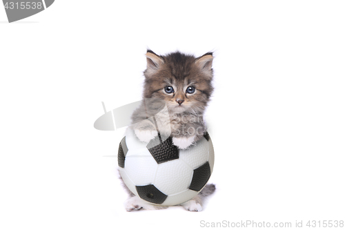 Image of Maincoon Kitten With a Soccer Ball