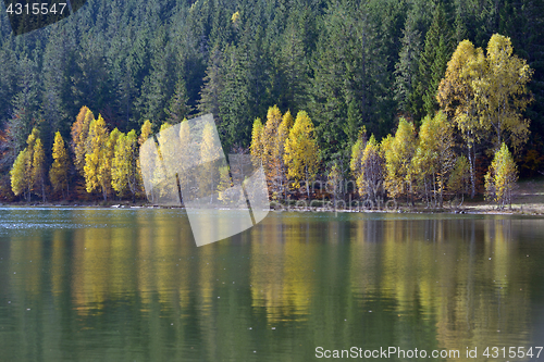 Image of Autumn  with the yellow foliage 