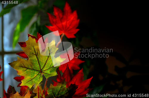 Image of Autumnal maple leaves 