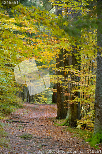 Image of Pathway autumn forest