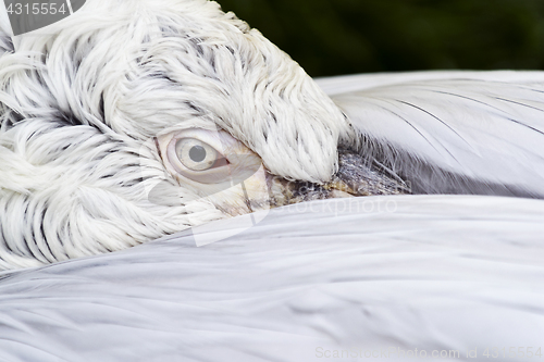 Image of Pelican head