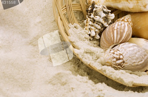 Image of shells in the basket