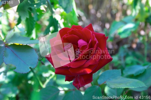 Image of Red Rose