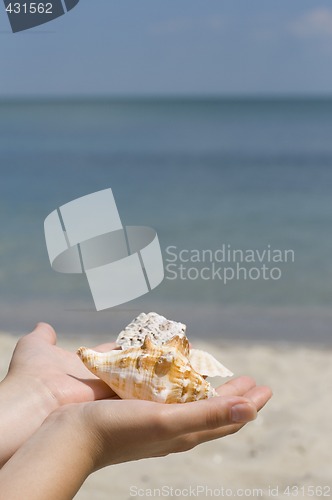 Image of hands with shells