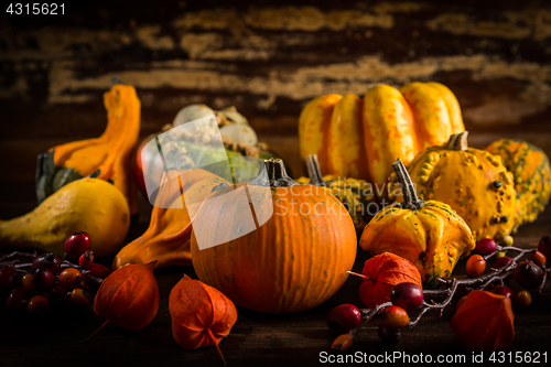 Image of Assorted pumpkins for Thanksgiving and Halloween