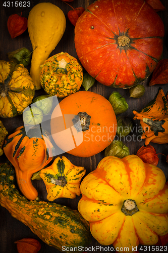 Image of Assorted pumpkins for Thanksgiving and Halloween