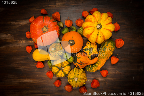 Image of Assorted pumpkins for Thanksgiving and Halloween